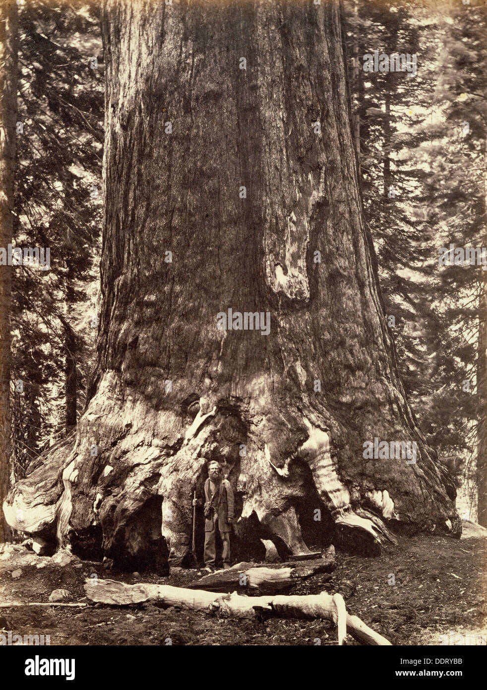 Base of the Grizzly Giant, Giant Sequoia tree, Yosemite, California, 1868. Artist: Carleton Emmons Watkins Stock Photo