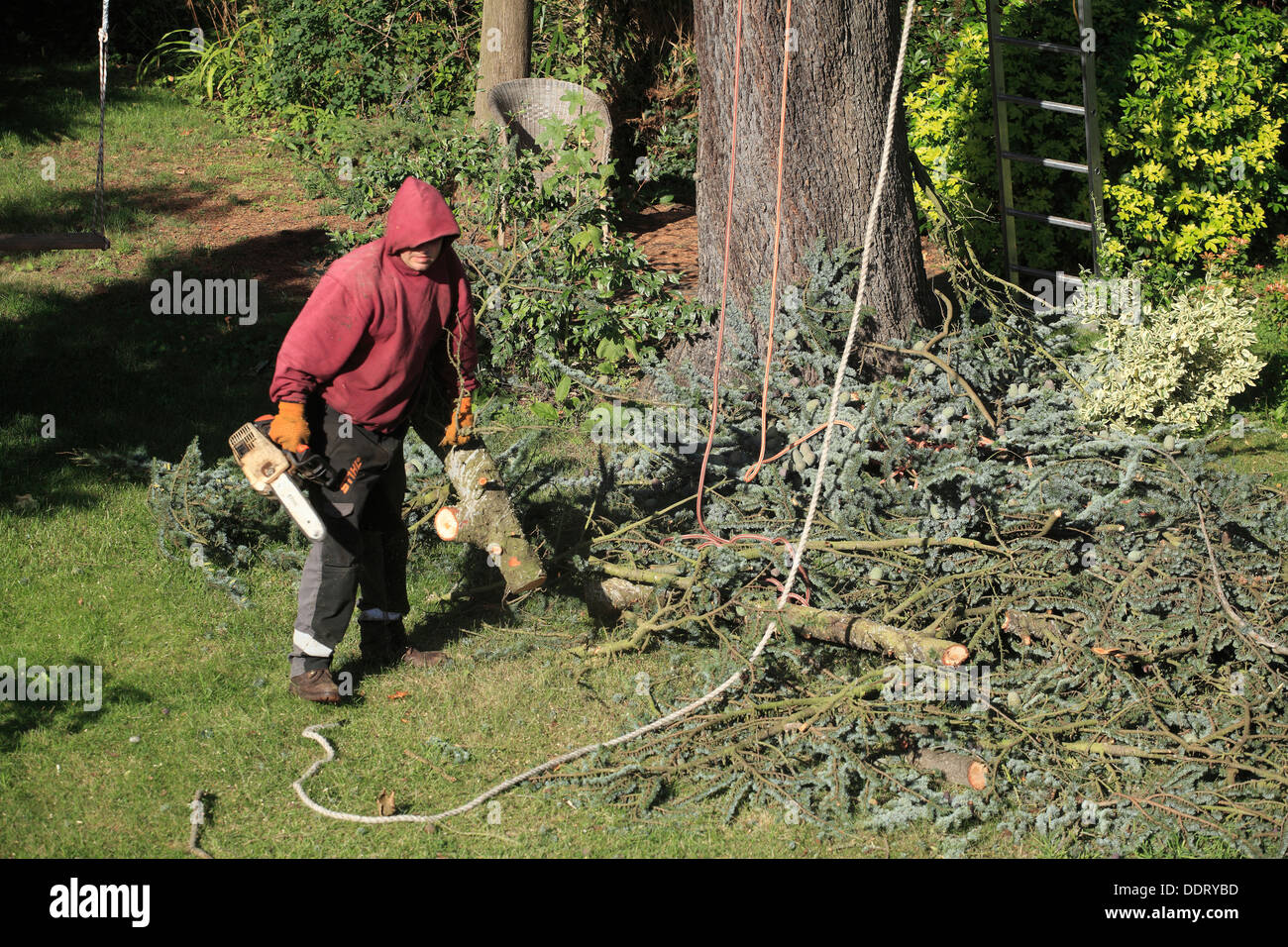 Trimming Cedar Tree with broken branches Stock Photo