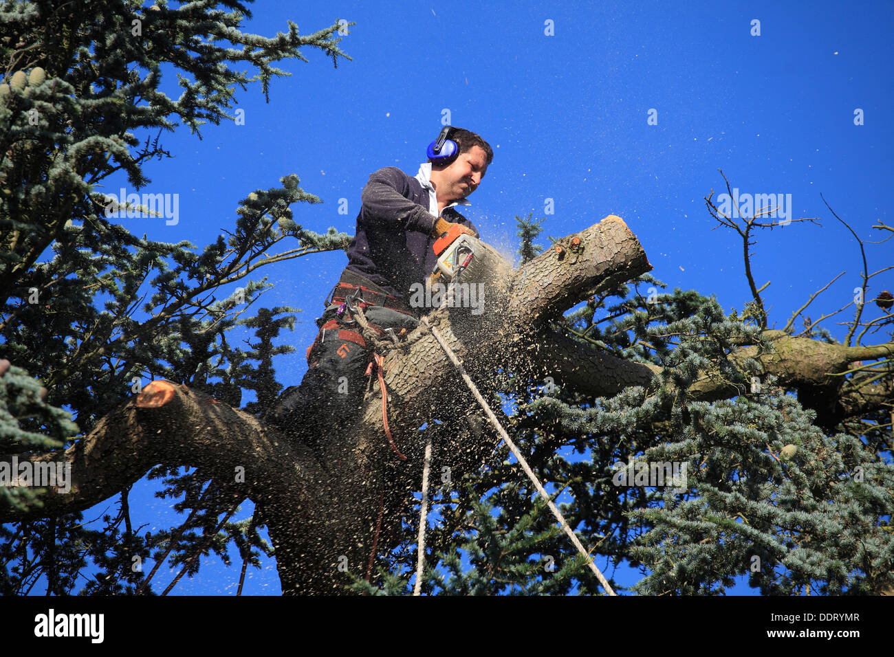 Operator sawing broken branches at top of a Cedar Tree Stock Photo