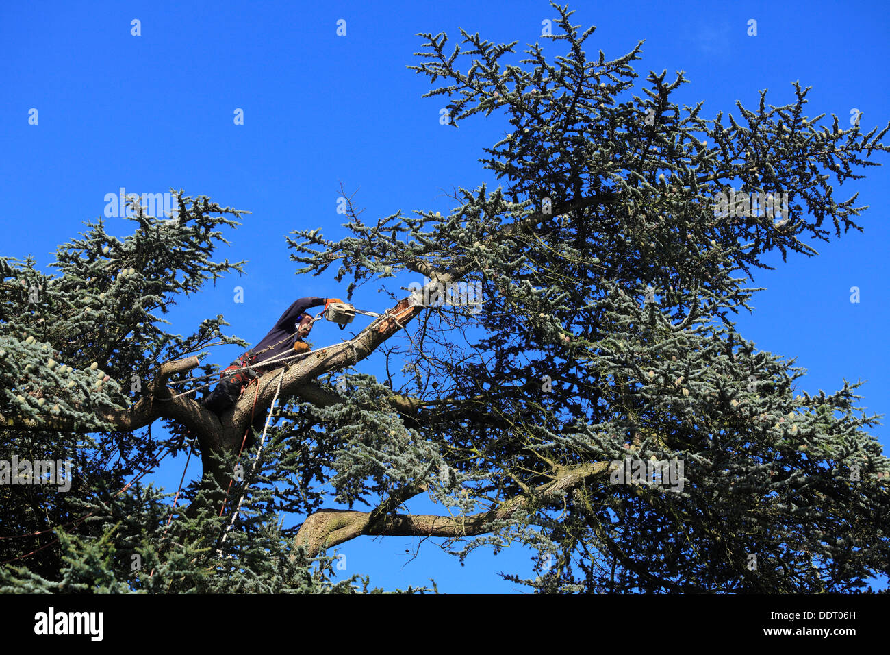 Trimming large Cedar Tree with broken branches Stock Photo
