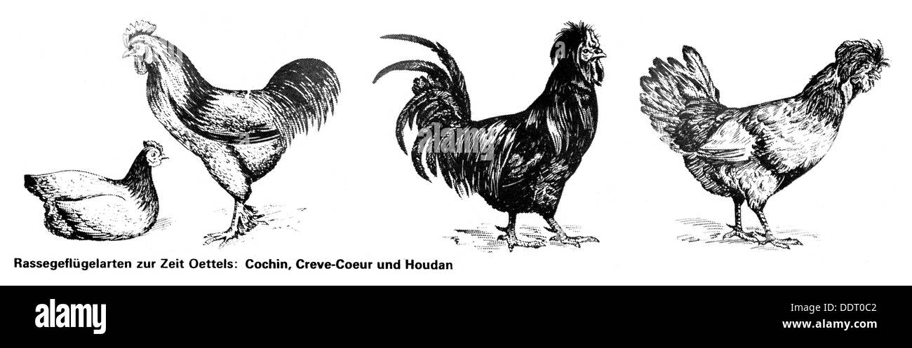 zoology / animals, avian / birds, Domestic fowl (Gallus gallus domesticus), chicken breeds from the time of Robert Oettel, Cochin, Creve-Coeur, Houdan, drawing, from: DBZ, issue 39, 26.9.1980, 20 century, poultry, chicken breed, chicken breeds, poultry farming, chicken, chickens, chicken breeding, zoology, animal, birds, bird, historic, historical, 1980s, 20th century, Additional-Rights-Clearences-Not Available Stock Photo