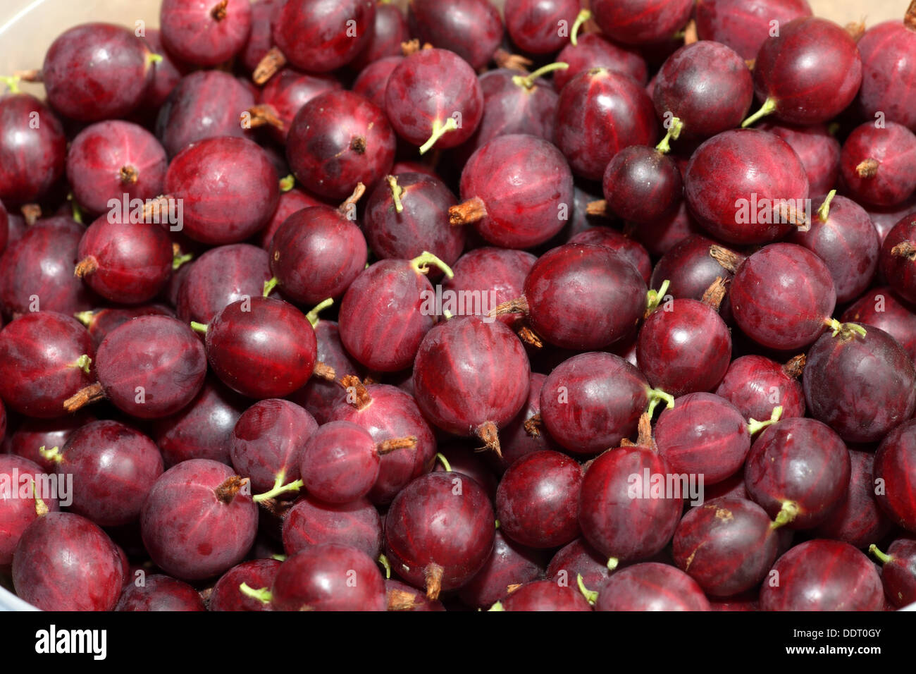 Gooseberries, 'Hinnomaki Red'. soft fruit Stock Photo