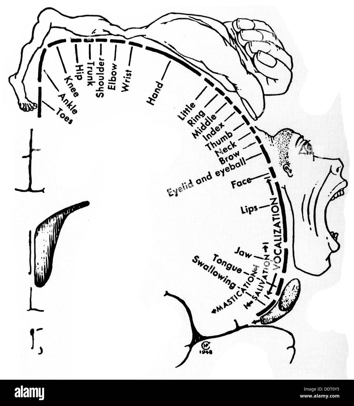 medicine, anatomy, cerebric / cranium, scales of the motor sectors of the cortex, drawing, from: Wilder Penfield, Theodore Rasmussen, "The Cerebral Cortex of Man", New York, 1950, Additional-Rights-Clearences-Not Available Stock Photo