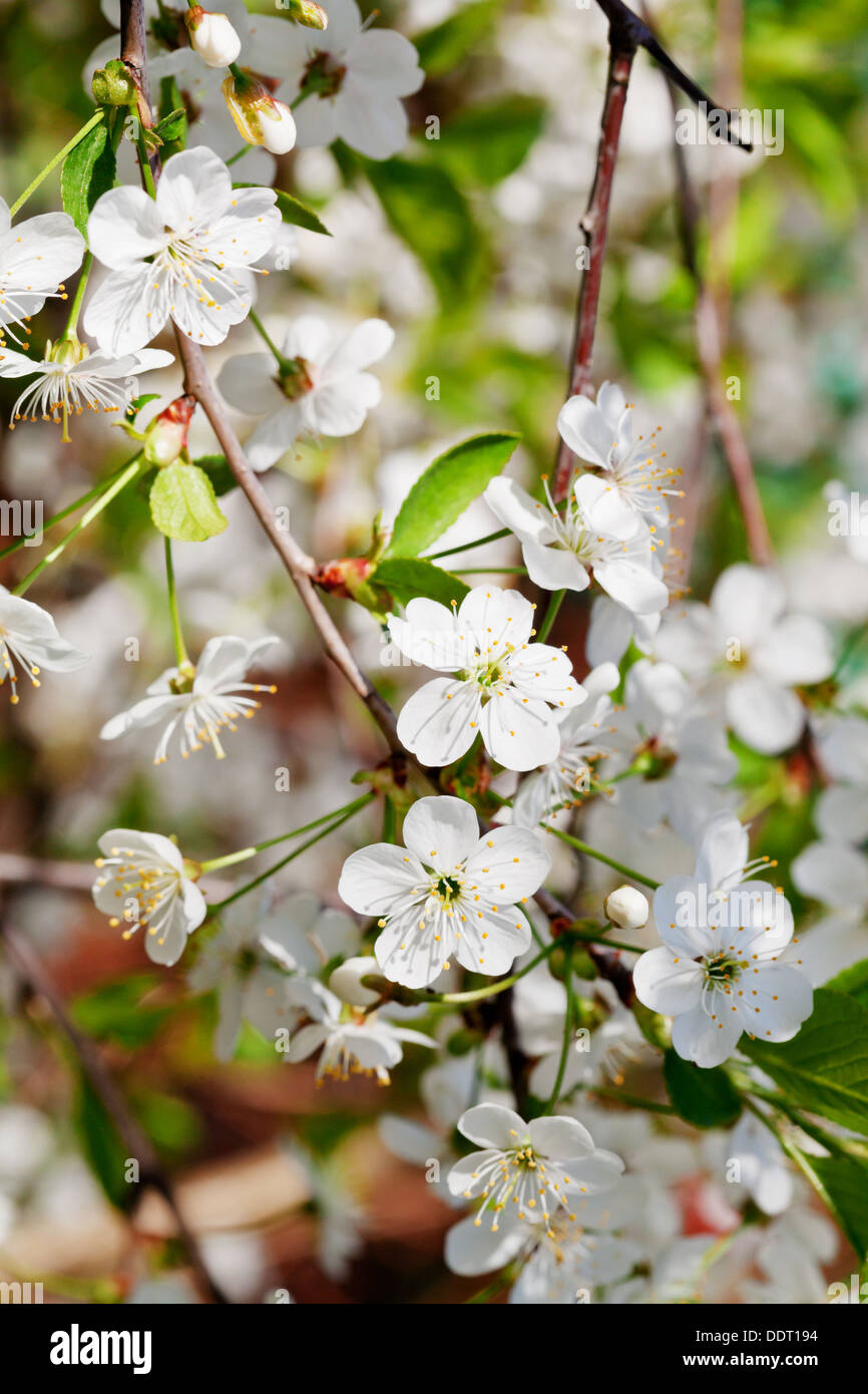 tree twig with white blossoms in spring garden Stock Photo Alamy
