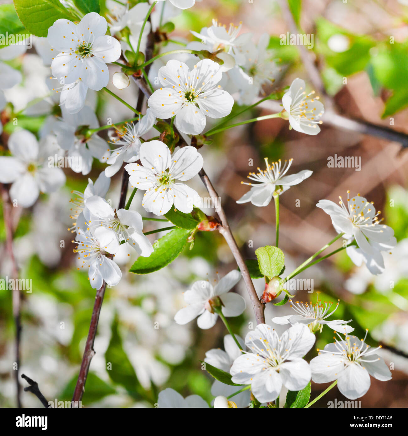 Cherry blossoms in spring garden hi-res stock photography and images ...