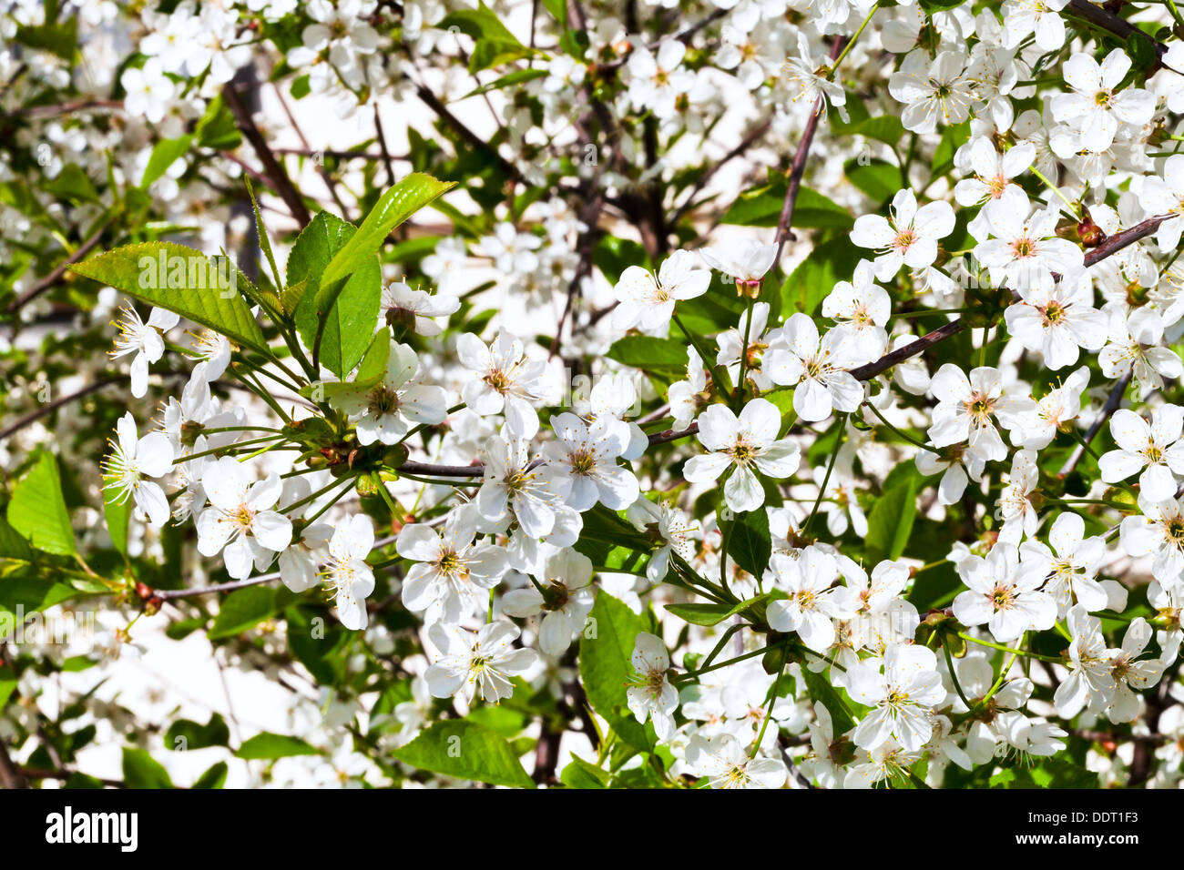 white flowers of cherry tree in spring day Stock Photo - Alamy