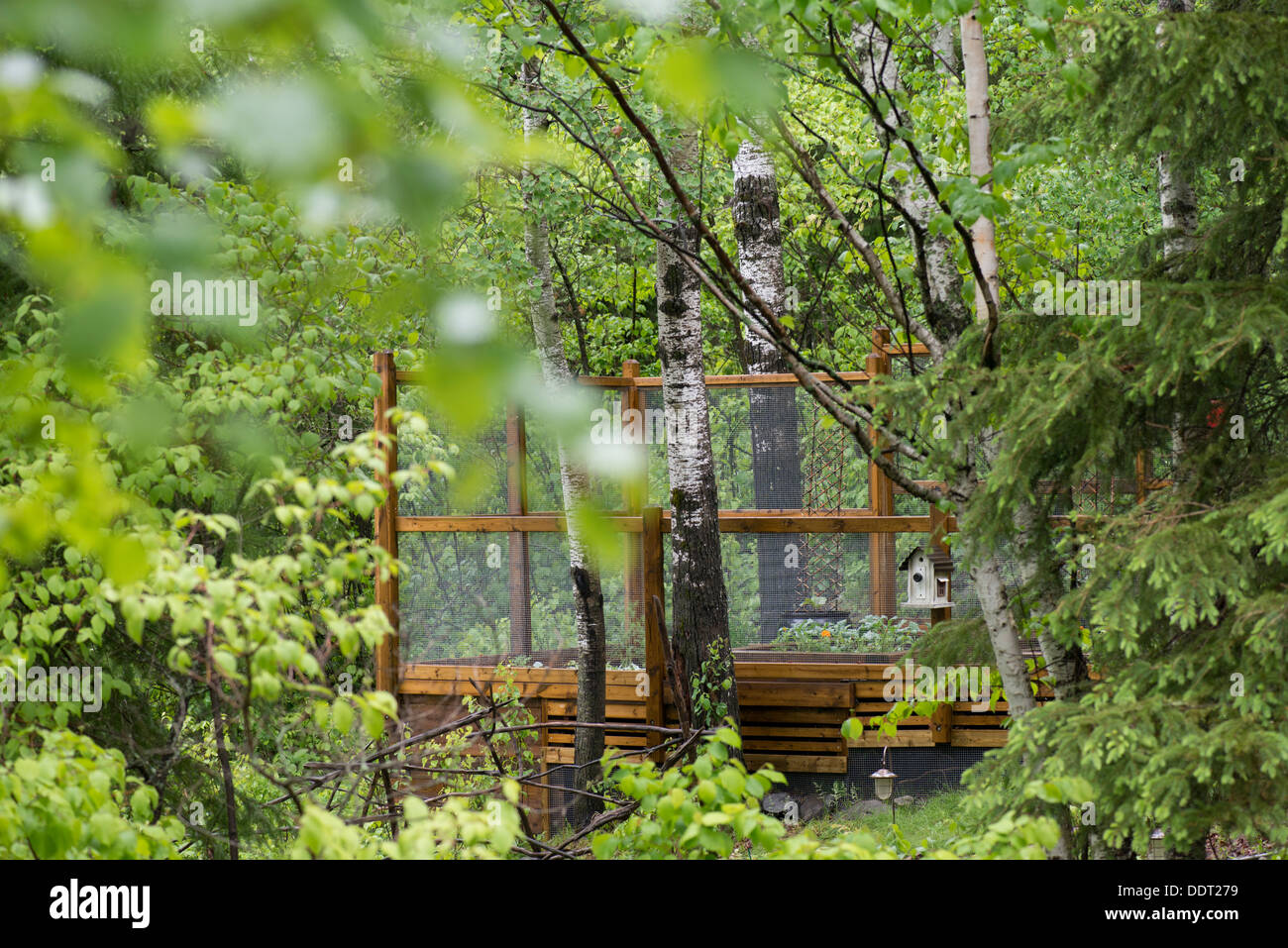Wooden deck platform with a bird cage hanging from a tree, Lake Of The