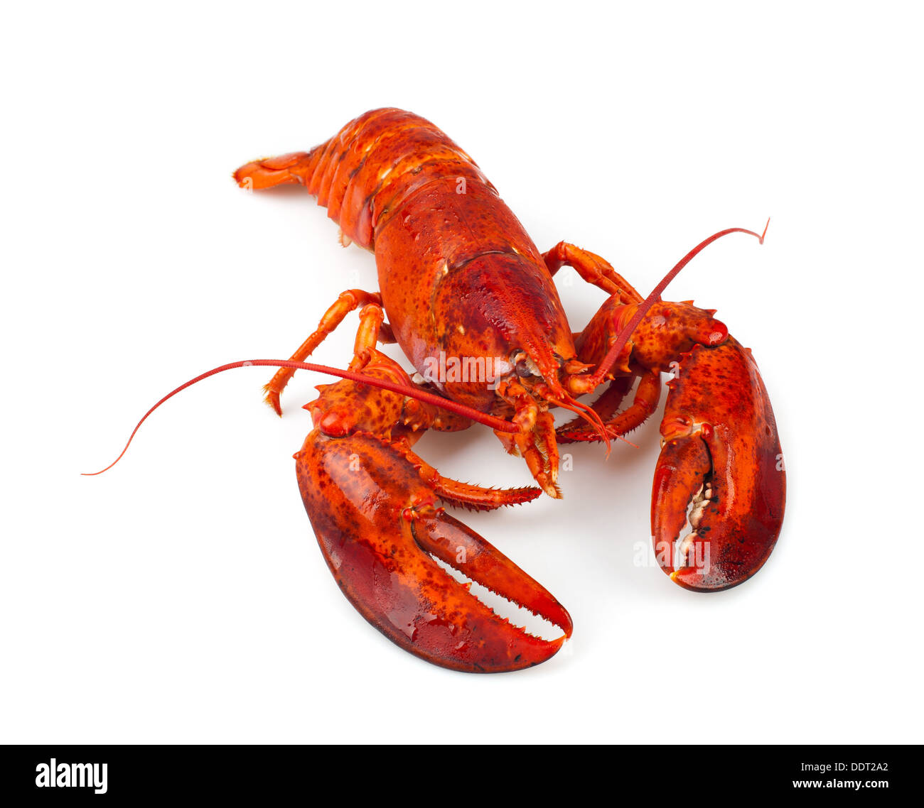 Red lobster isolated on white background Stock Photo