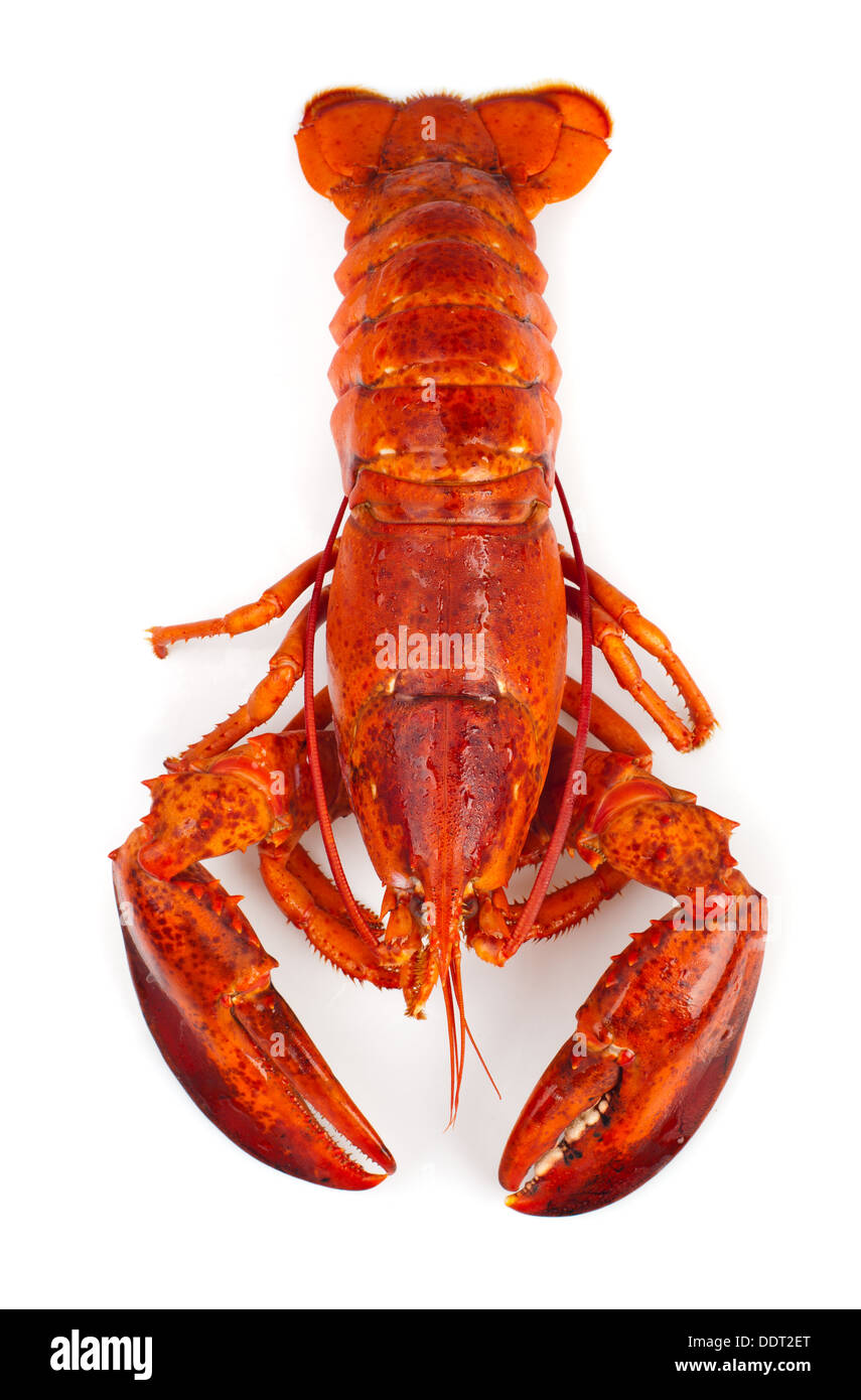 Red lobster isolated on white background Stock Photo