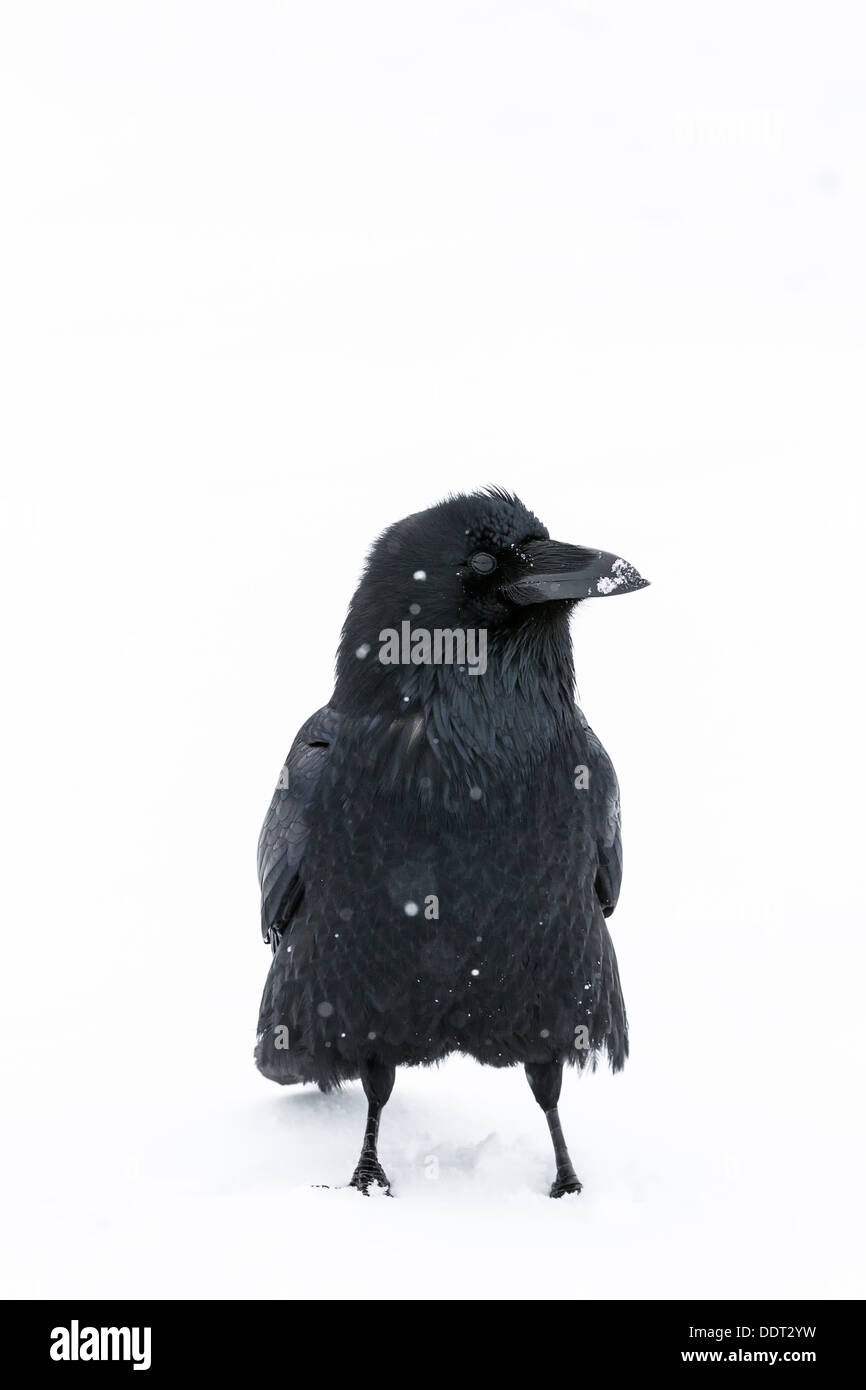 Raven in snow Stock Photo