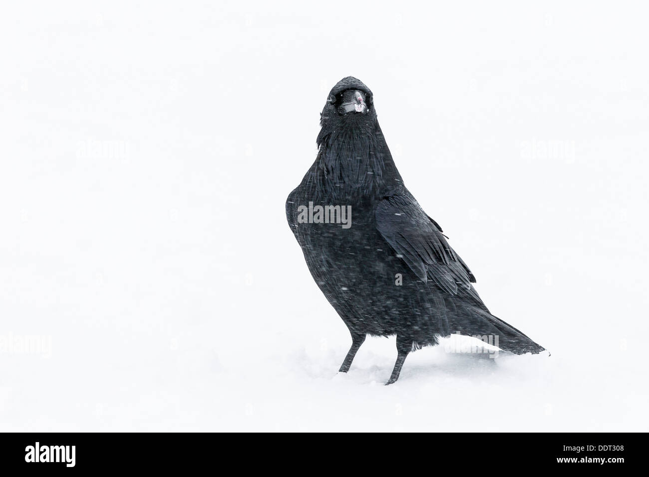 Raven in snow Stock Photo