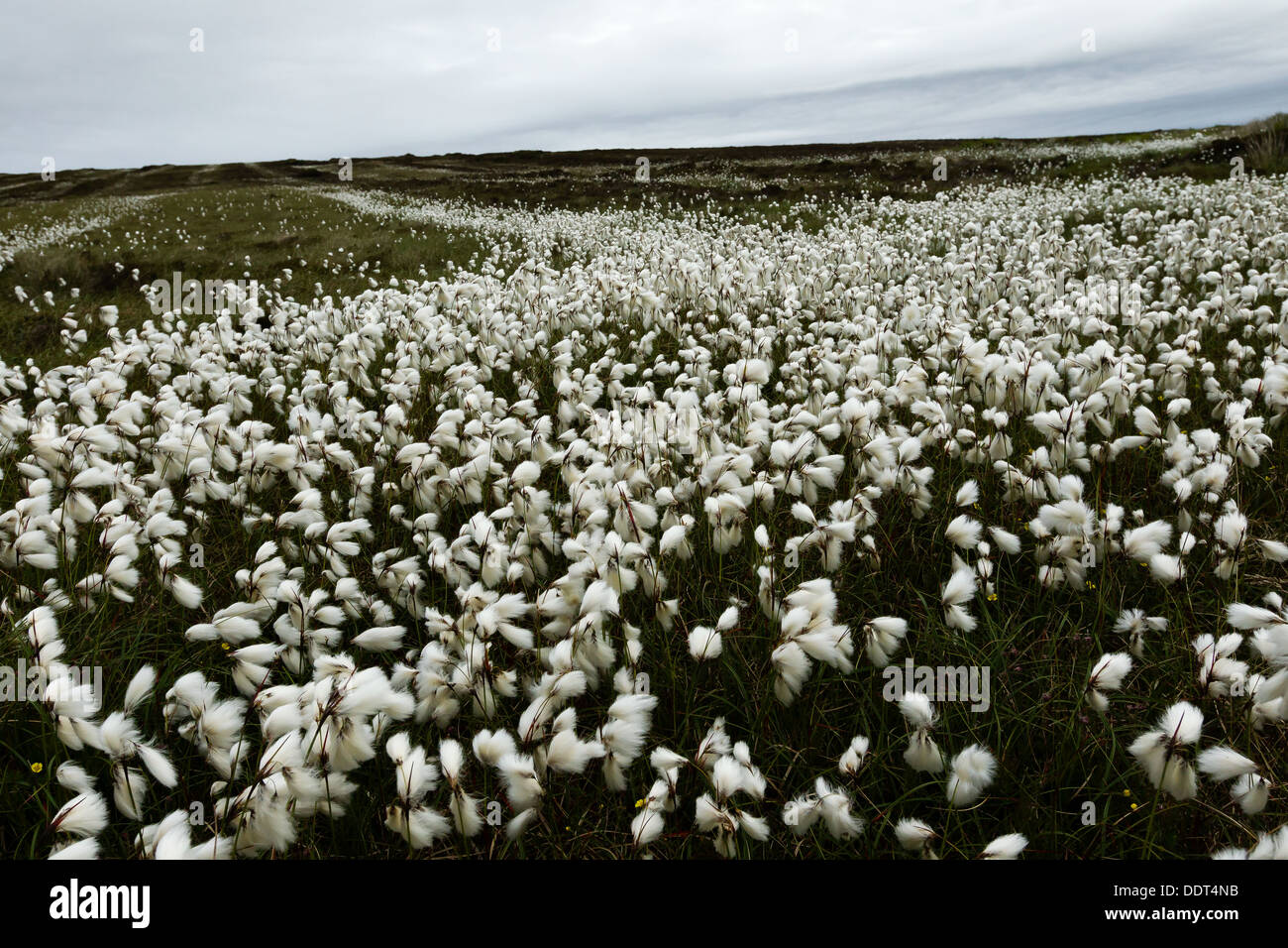 Cotton grass growing on mountain moorland Stock Photo Alamy
