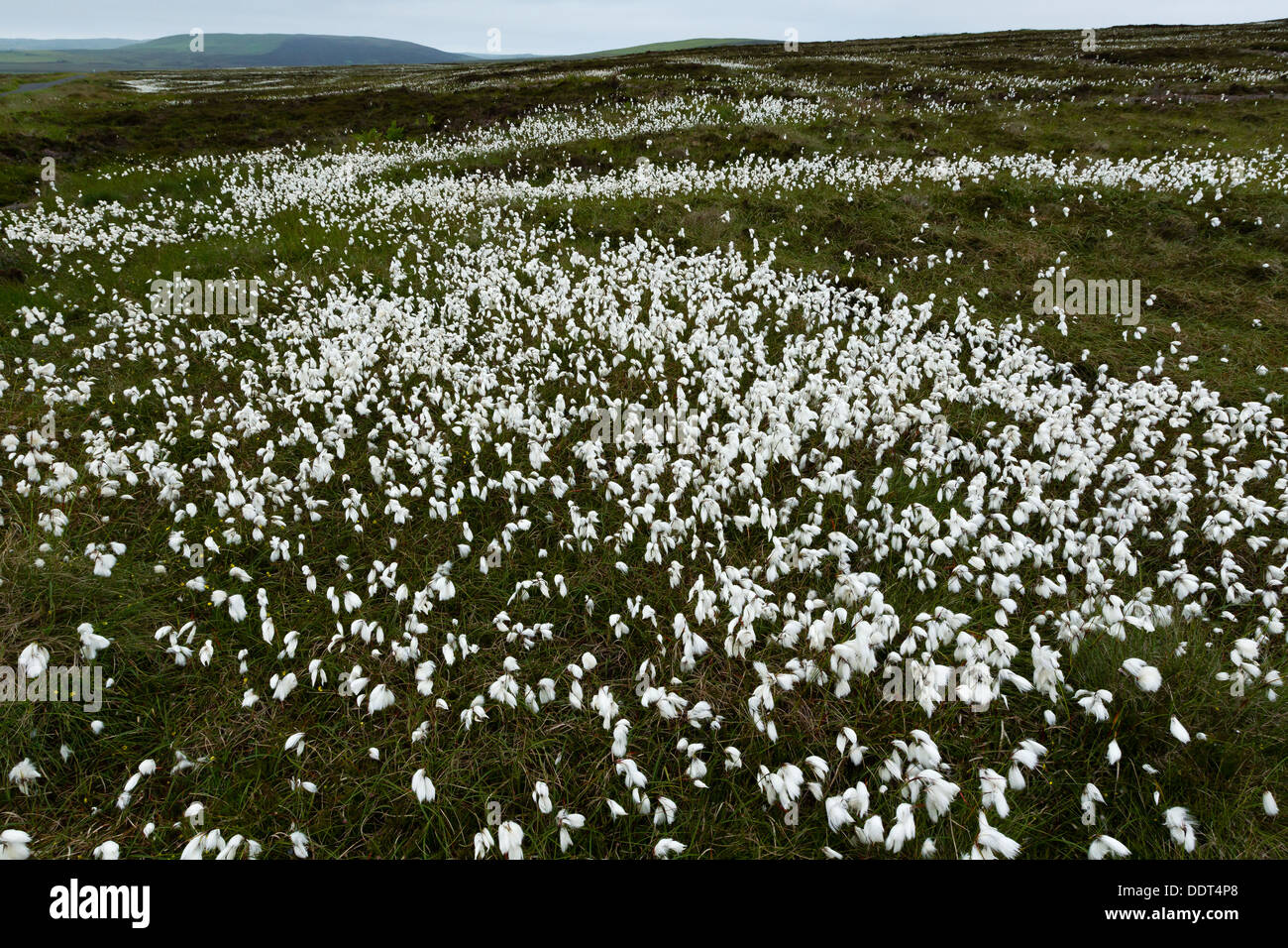 Cotton grass growing on mountain moorland Stock Photo Alamy