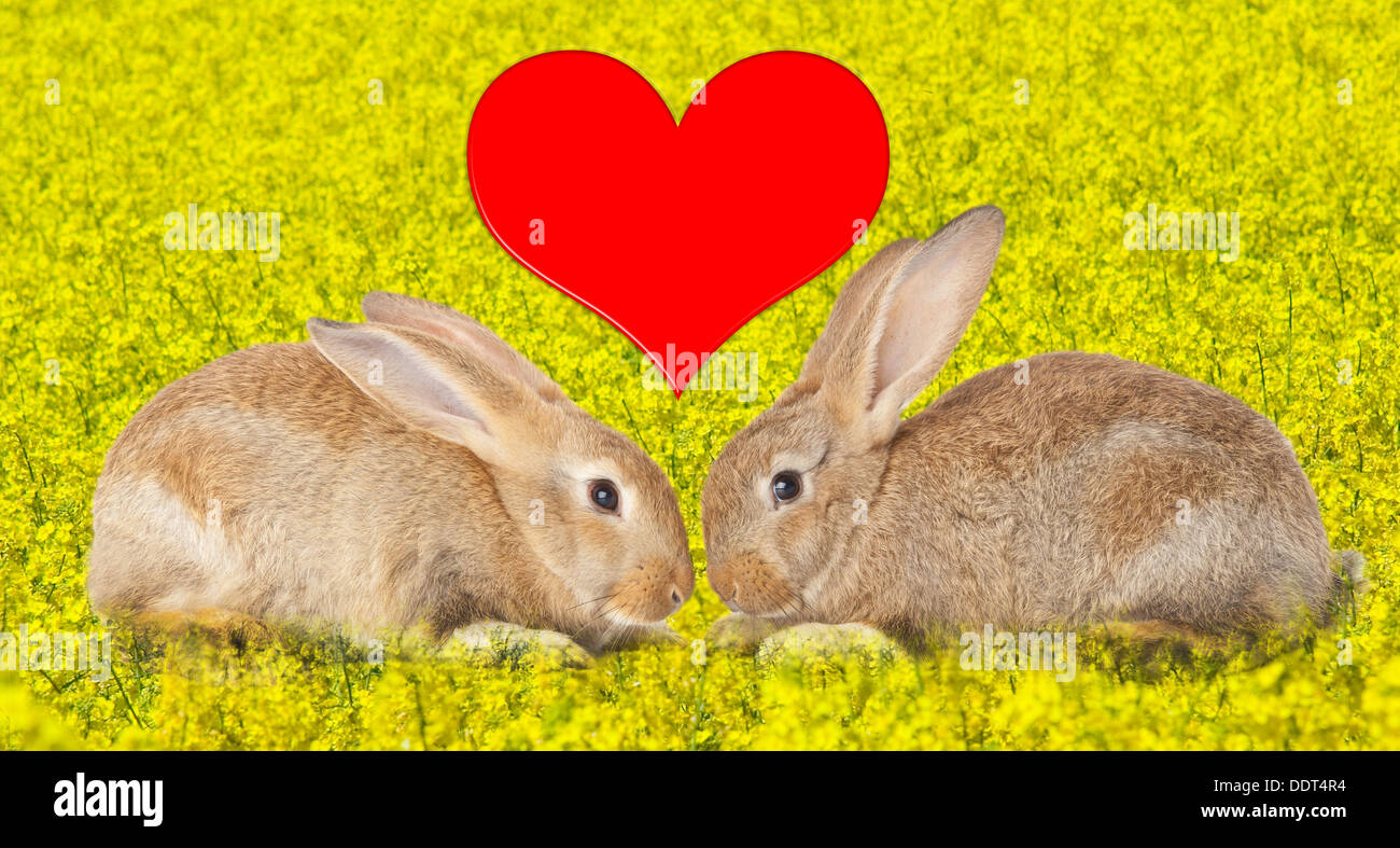Tow cute rabbits in love on flowery field Stock Photo