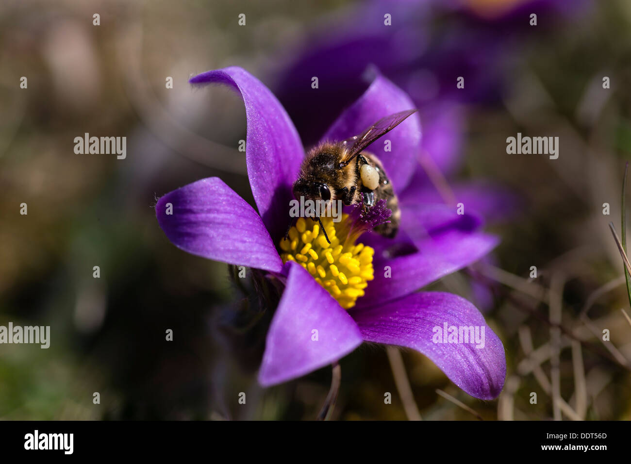 Honey bee on  a Pasqueflower Stock Photo