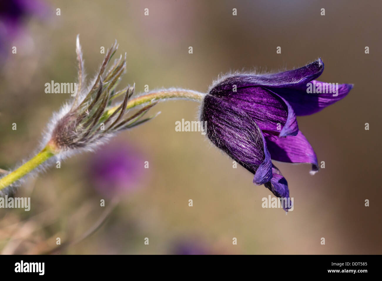 Pasqueflower Stock Photo