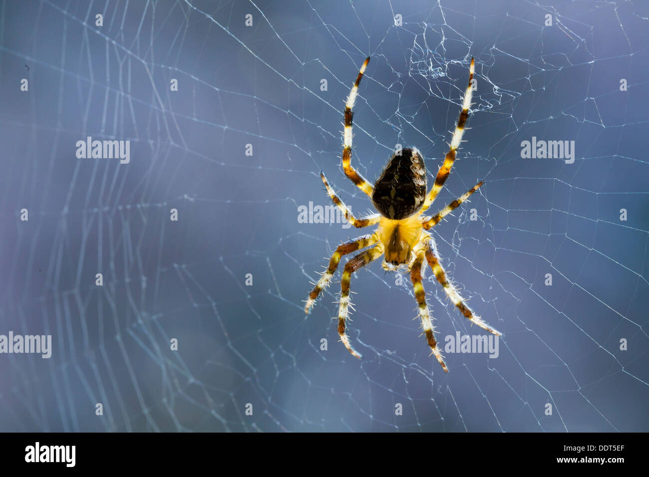 Garden spider at its web Stock Photo - Alamy