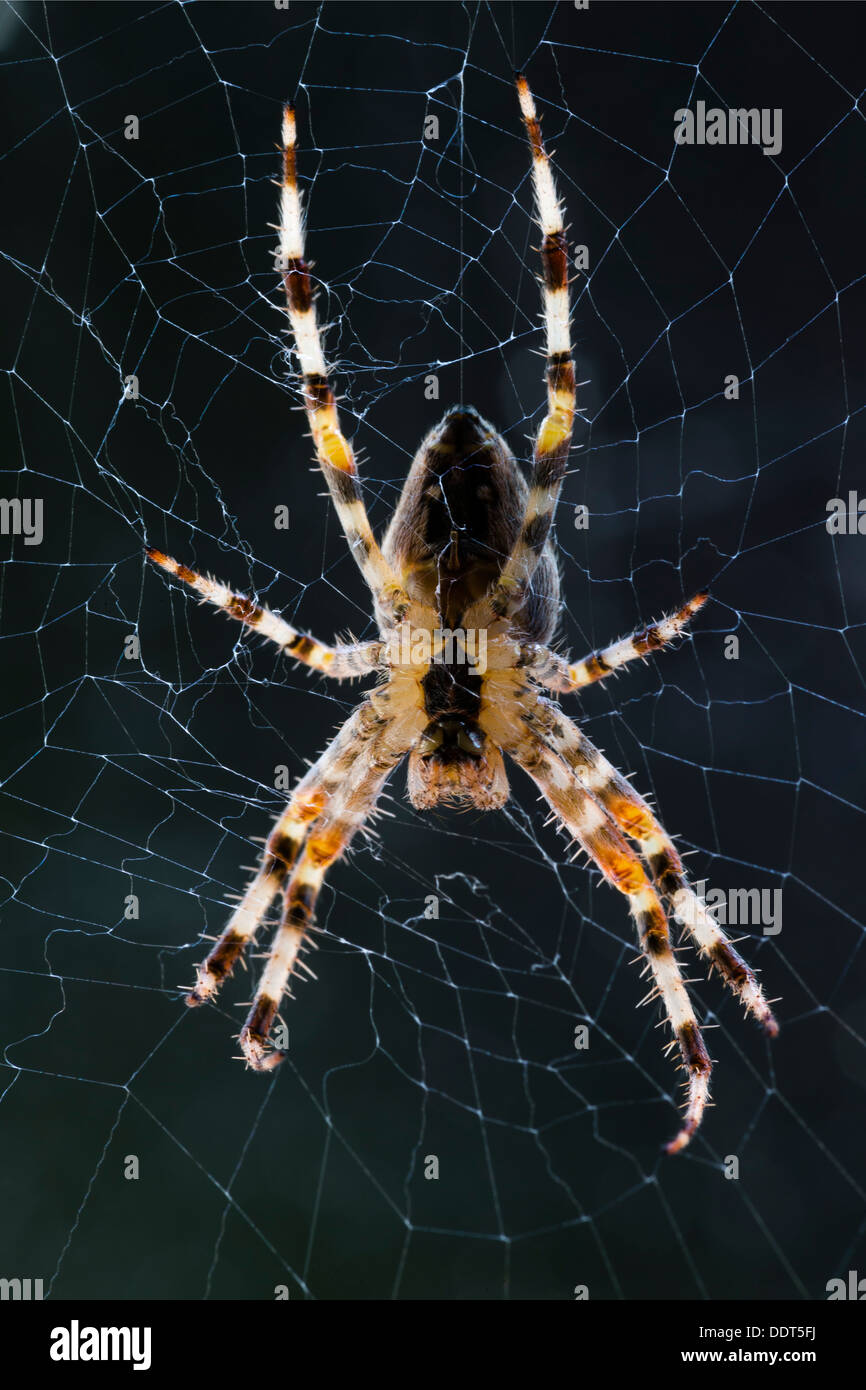 Garden spider at its web Stock Photo - Alamy