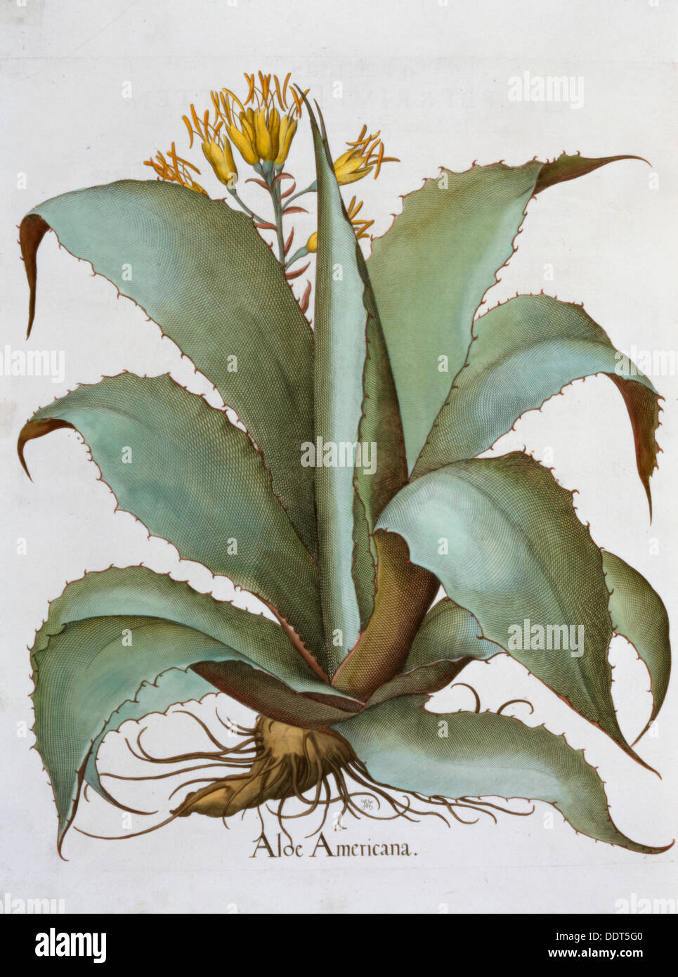 American Aloe (Aloe Americana), 1613. Artist: Unknown Stock Photo