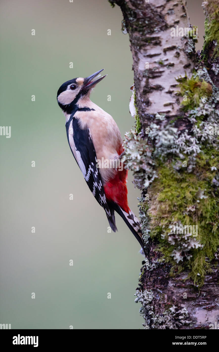 Great spotted woodpecker perched on a moss and lichen covered tree Stock Photo