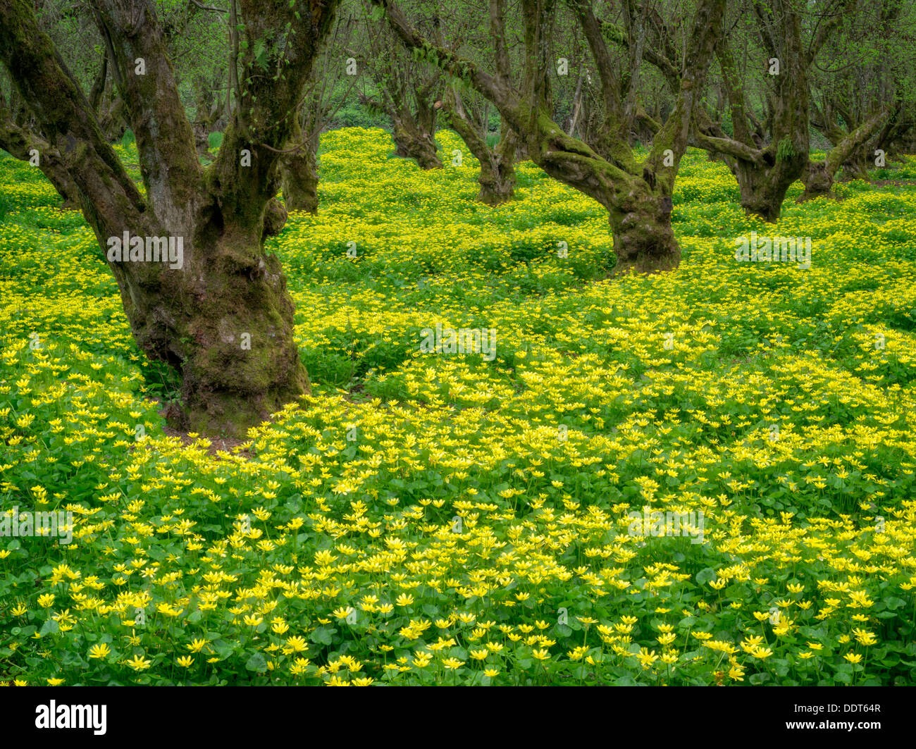 Yellow flowers in filbert orchard. Wilsonville, Oregon Stock Photo
