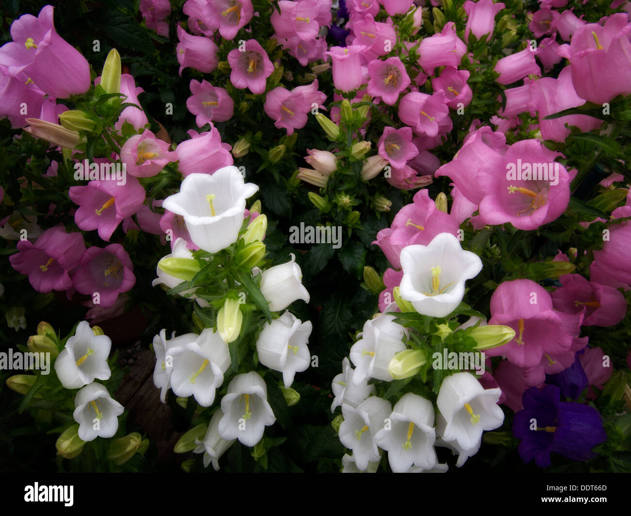 Terra Cotta Campanula Champion flowers. Stock Photo
