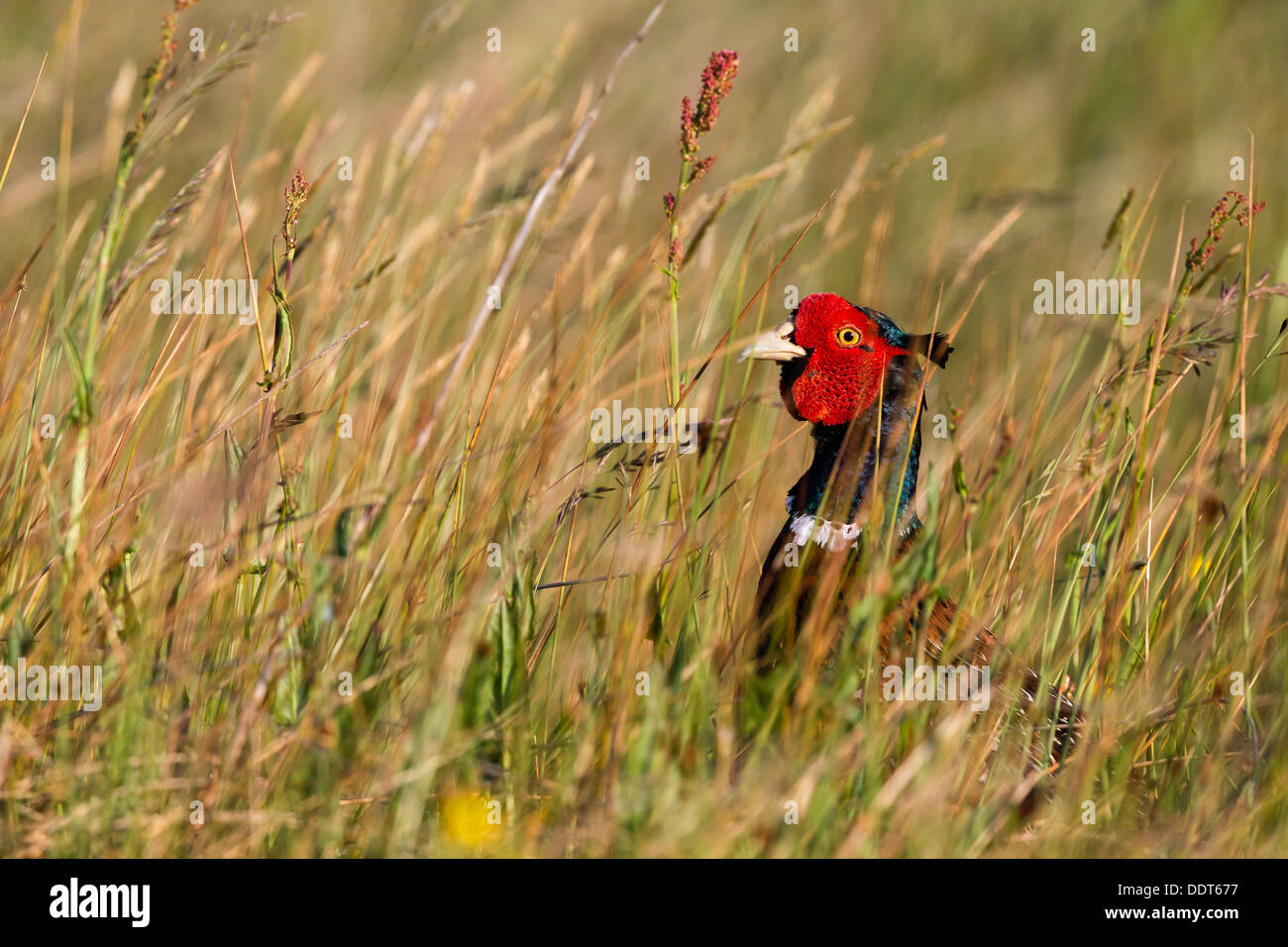 Pheasant hiding in the long grasses of a wild flower meadow Stock Photo