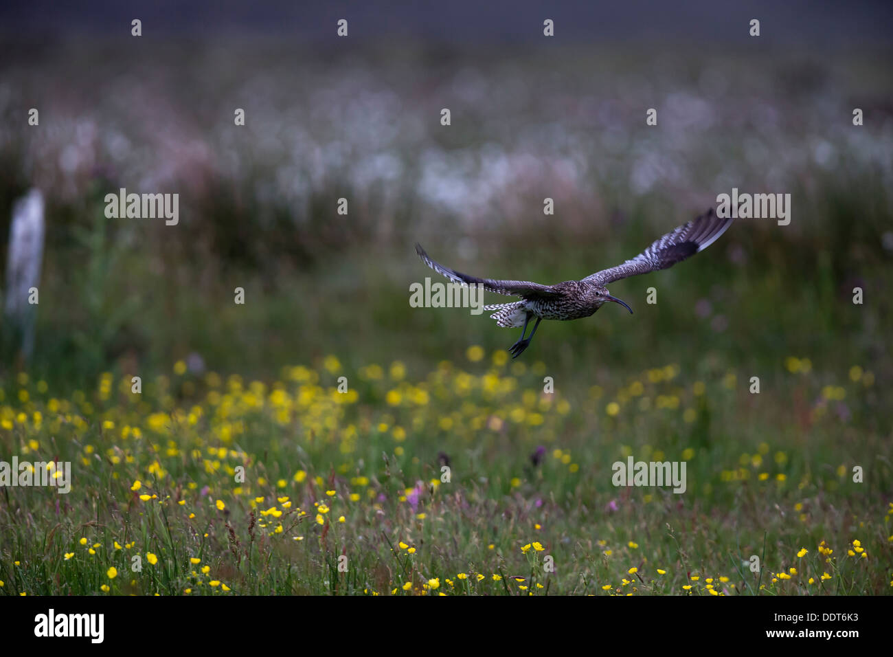 Curlew in flight over a wild flower meadow Stock Photo