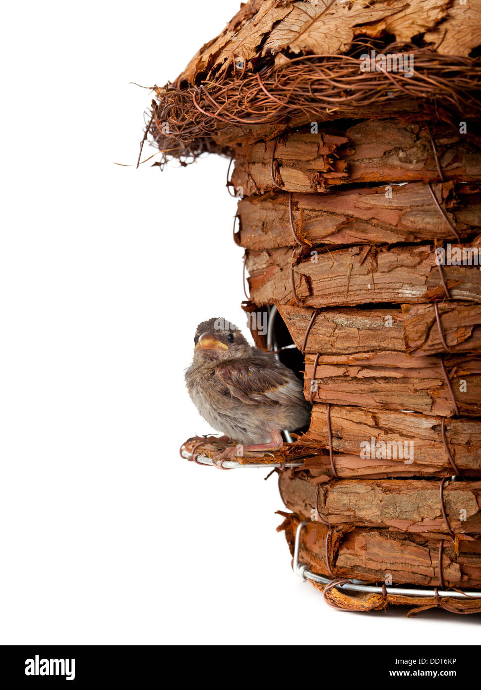 Wooden birdhouse with little sparrow on a white background Stock Photo