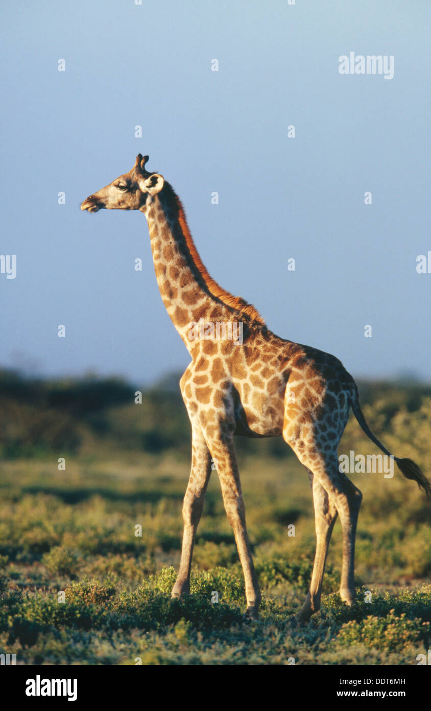 Giraffe Girafa Camelopardalis Etosha National Opark Namibia Stock Photo Alamy