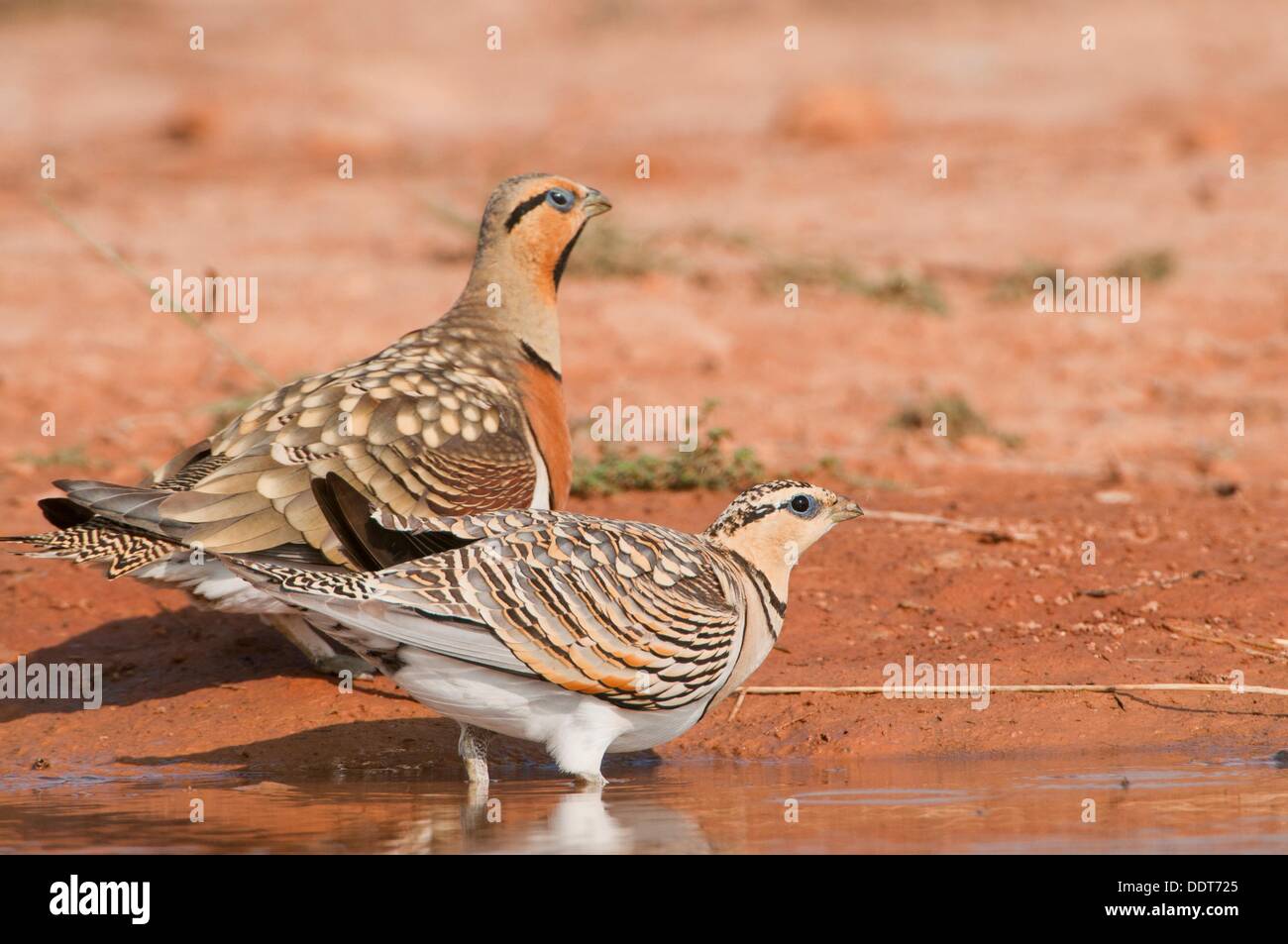 Male and female Sandgrouses Pterocles alchata coming to drink from a  waterhole in the Central Spanish steppes during the summer Stock Photo -  Alamy