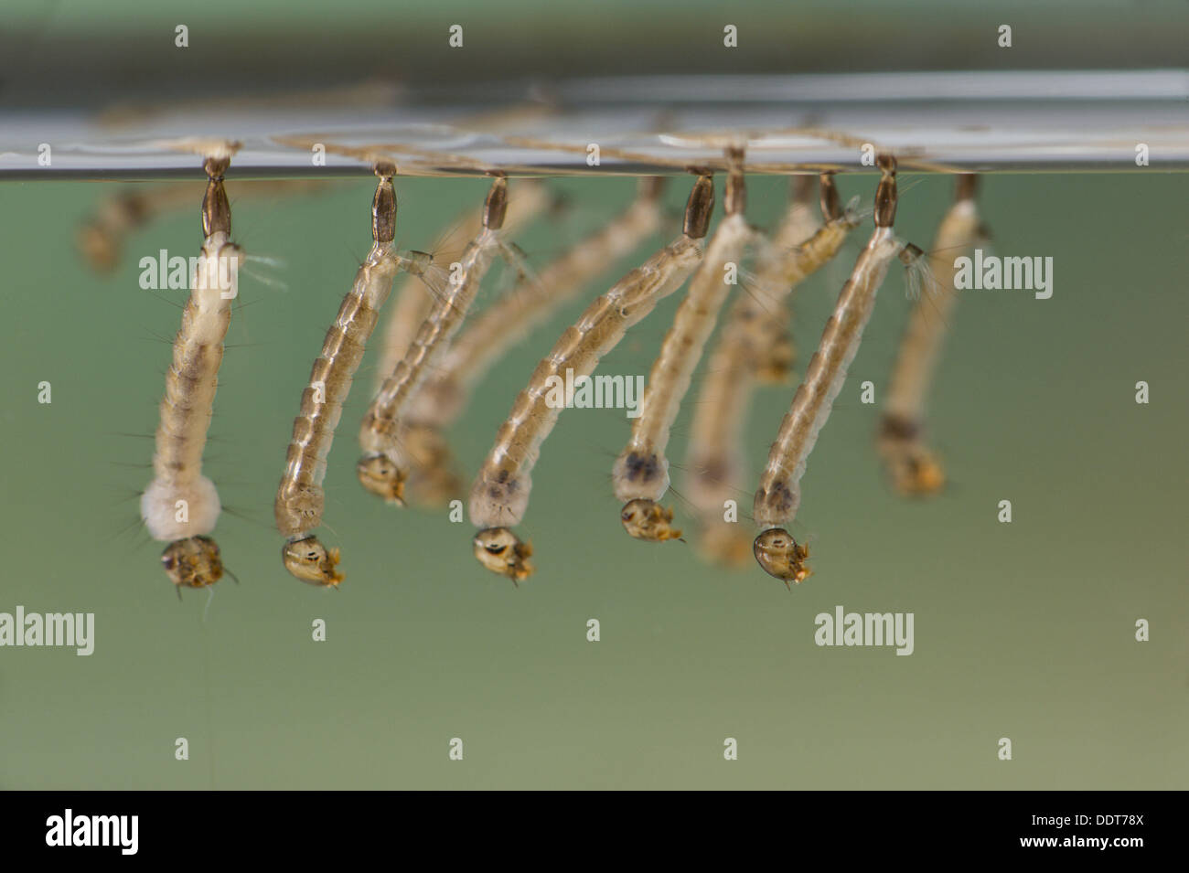 larva-aedes-albopictus-hi-res-stock-photography-and-images-alamy