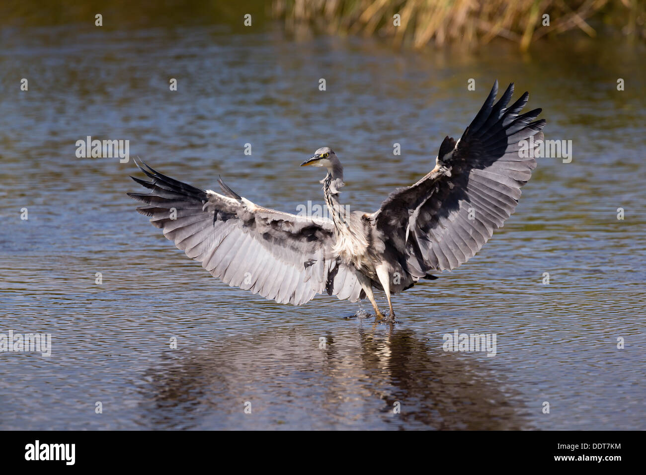 Grey heron landing on a lake Stock Photo Alamy