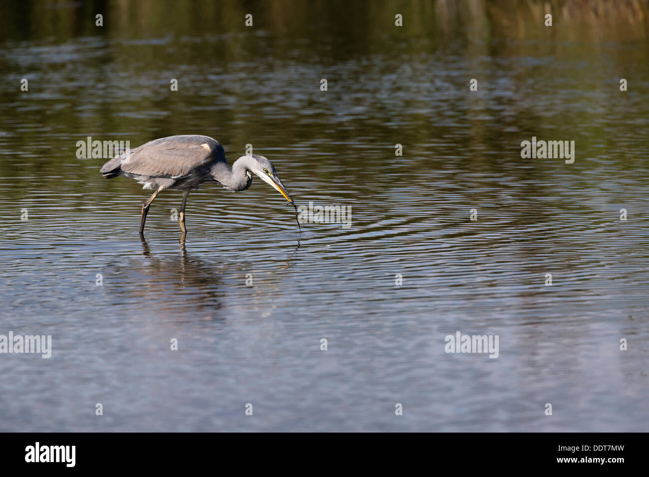 Grey heron catching a grass snake from a lake Stock Photo