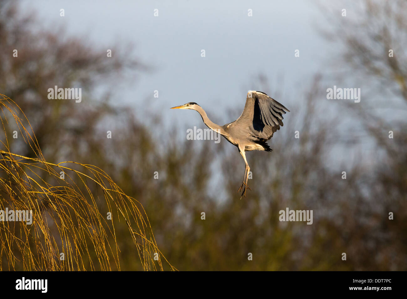 Grey heron in flight against a blue sky and a woodland background Stock Photo