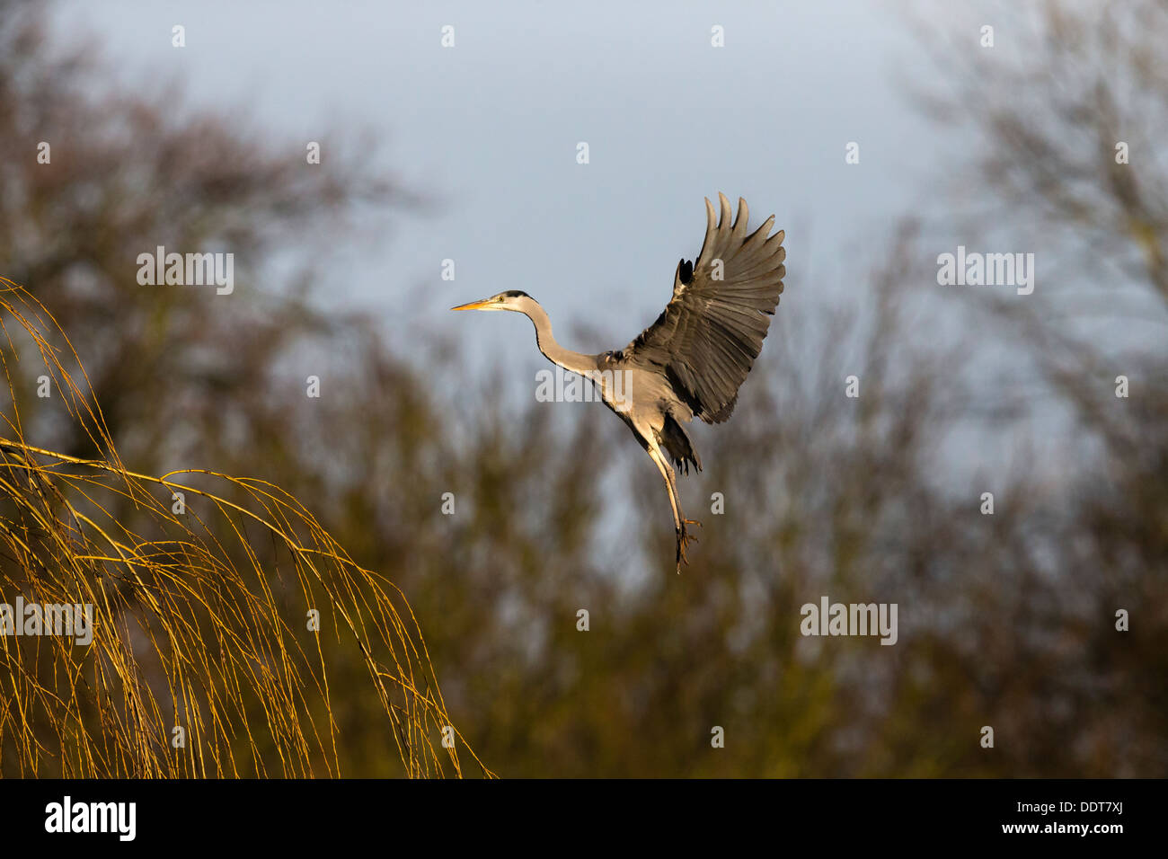 Grey heron in flight against a blue sky and a woodland background Stock Photo
