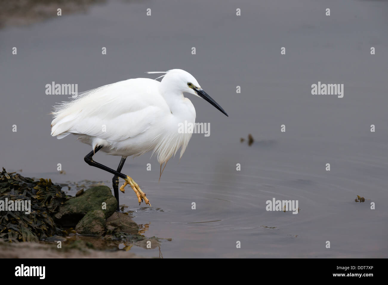 Little egret feeding in harbour mud Stock Photo
