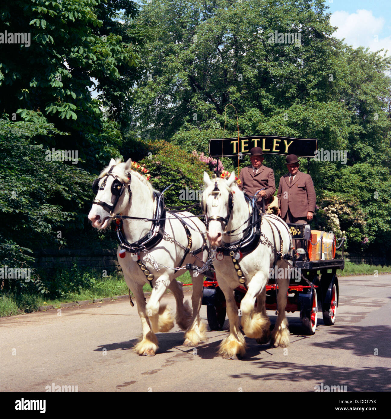 Tetley shire horses, Roundhay Park, Leeds, West Yorkshire, 1968.  Artist: Michael Walters Stock Photo