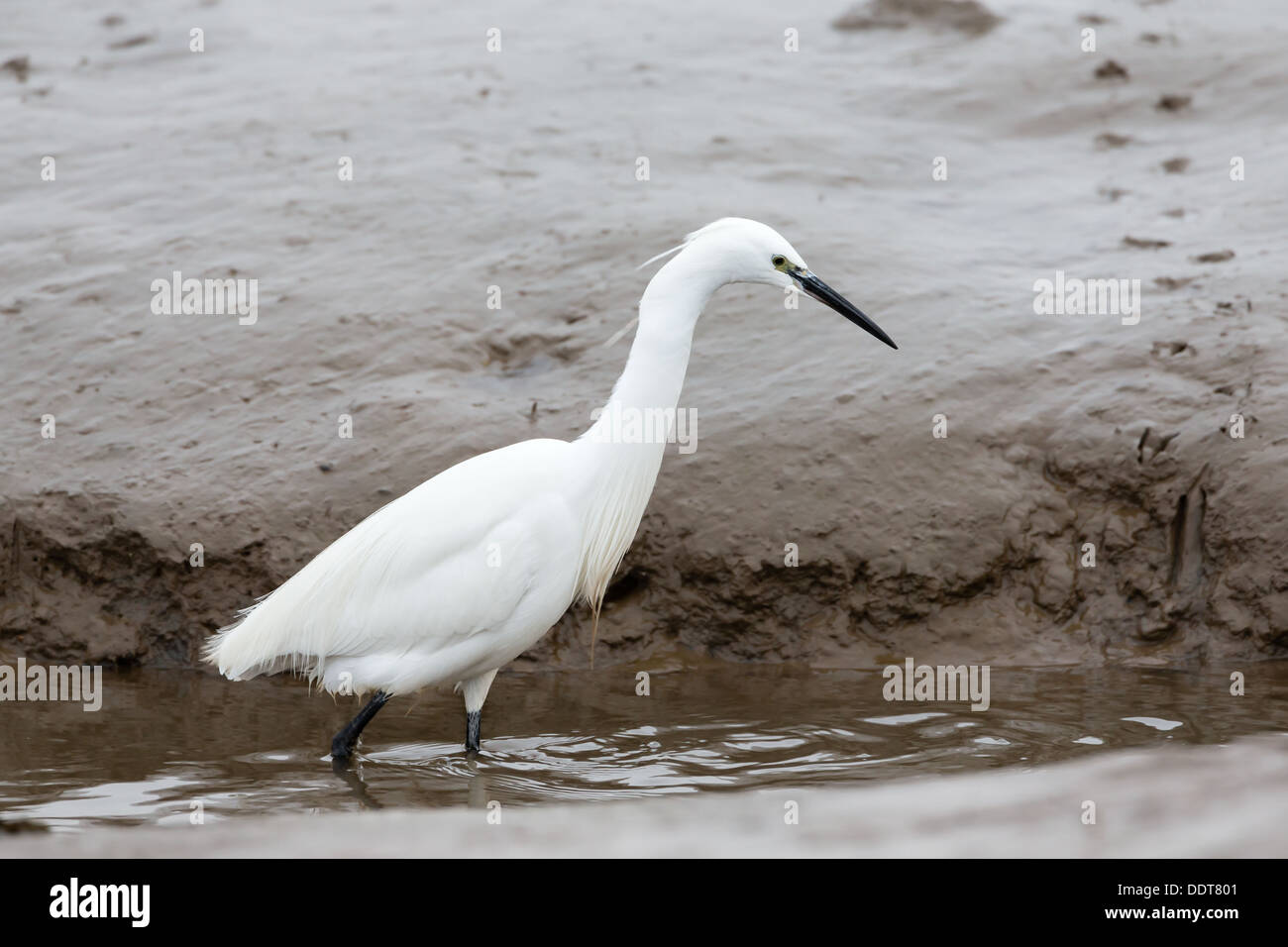 Little egret feeding in harbour mud Stock Photo