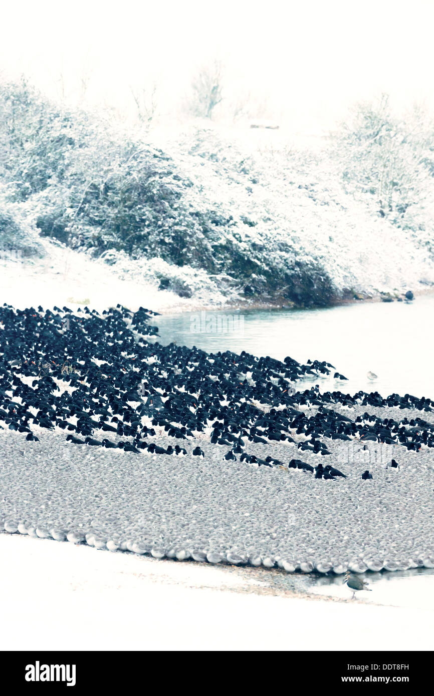 Flocks of Knot and Oystercatchers roost together on a snowy shore Stock Photo
