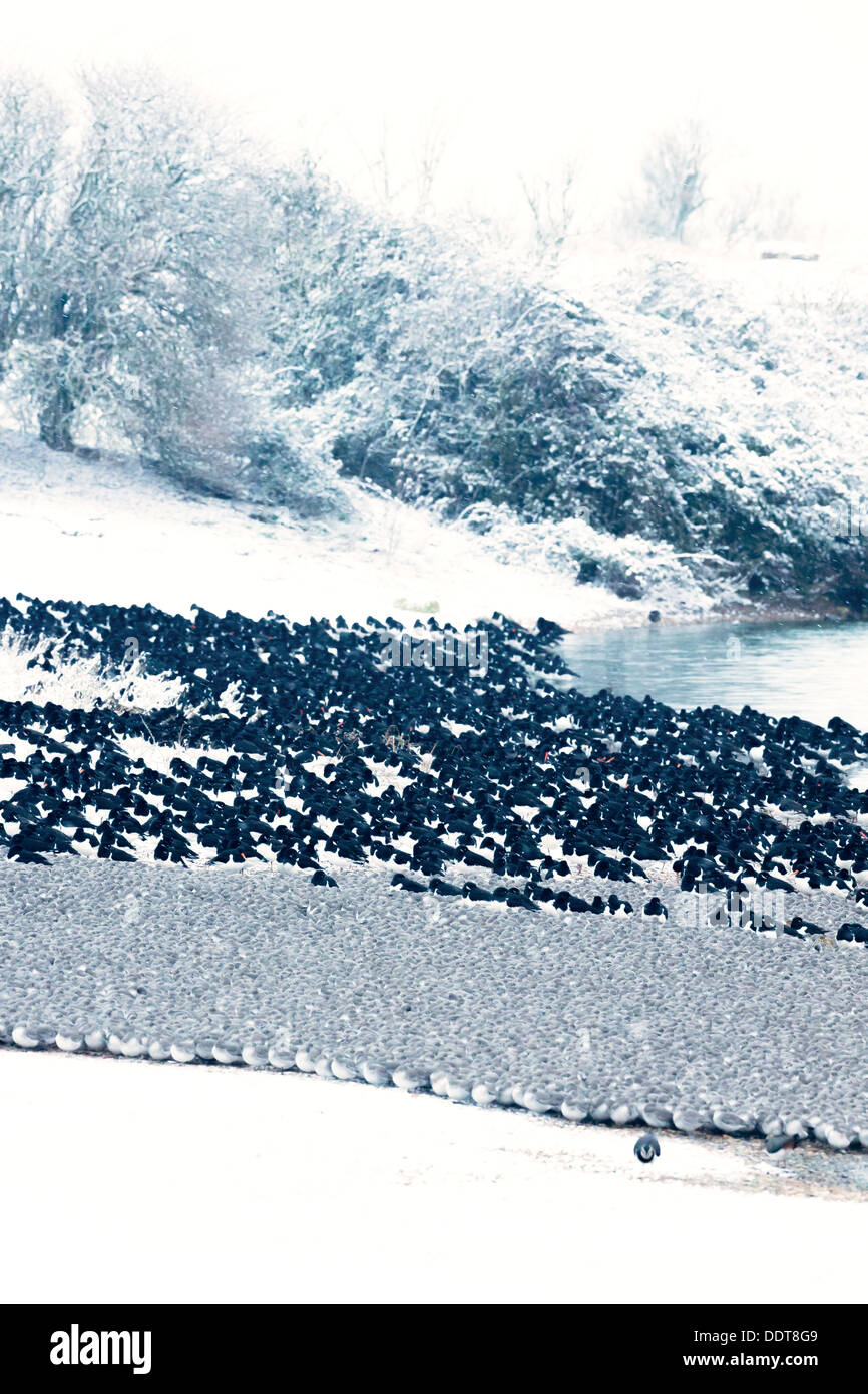 Flocks of Knot and Oystercatchers roost together on a snowy shore Stock Photo