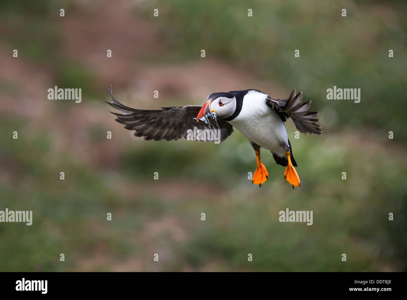 Puffin in flight with fish in its beak Stock Photo
