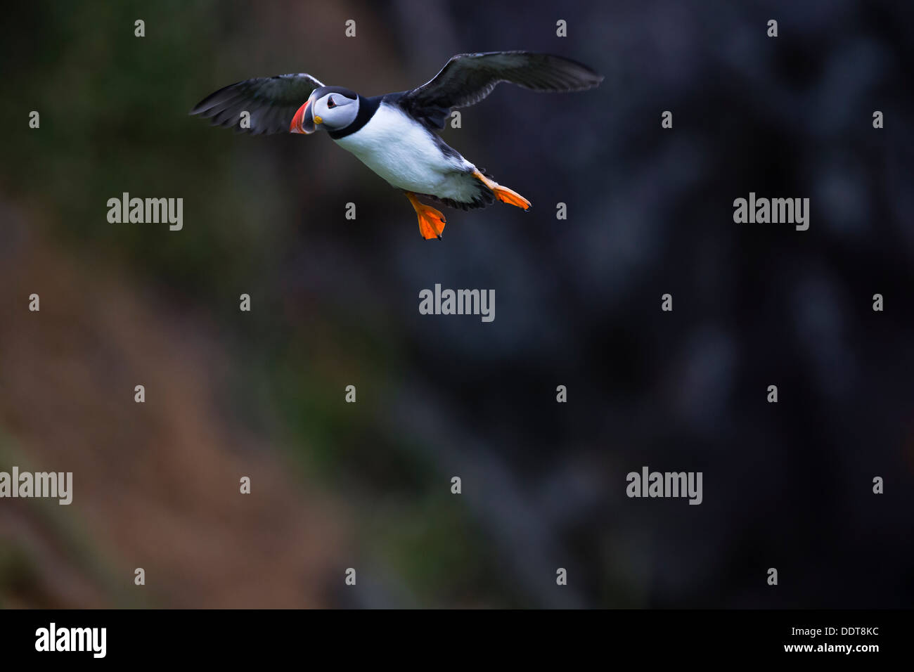 Puffin in flight against a dark rock background Stock Photo