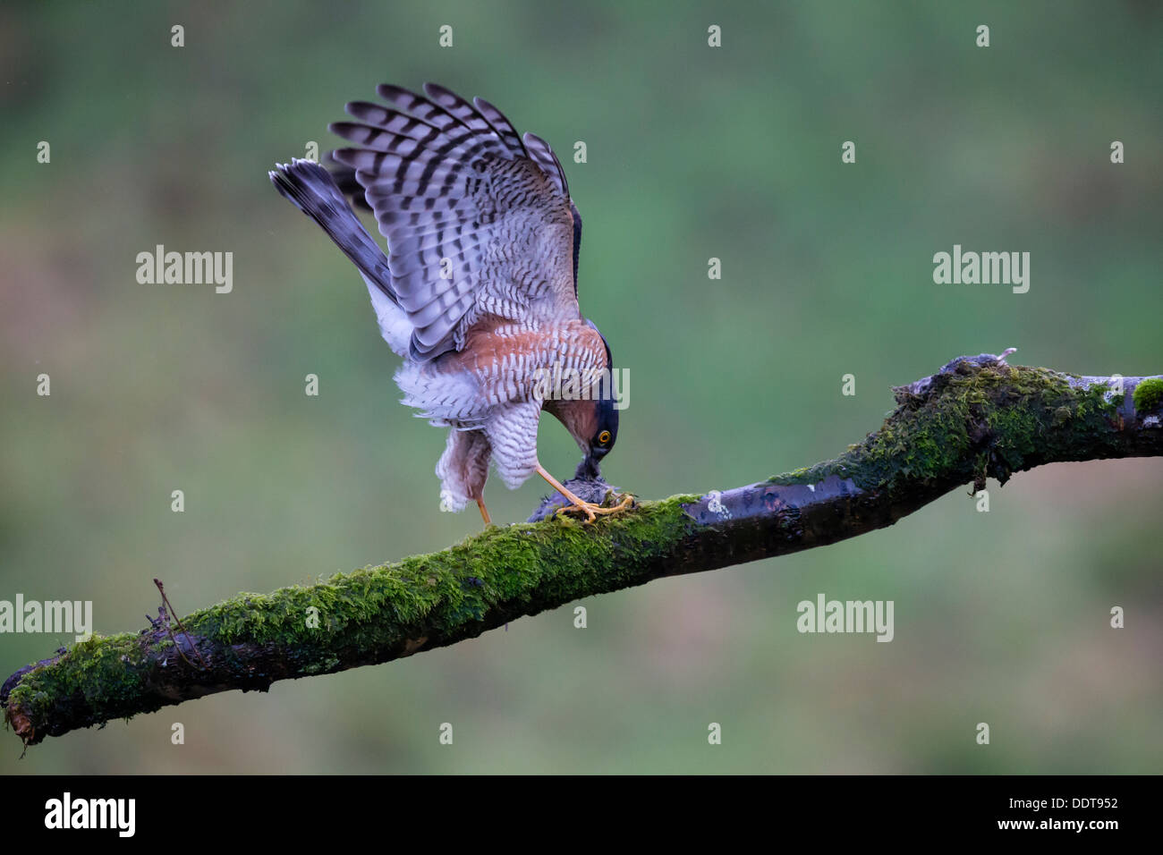 Sparrow hawk eating prey on the branch of a tree against a clear diffused green background Stock Photo