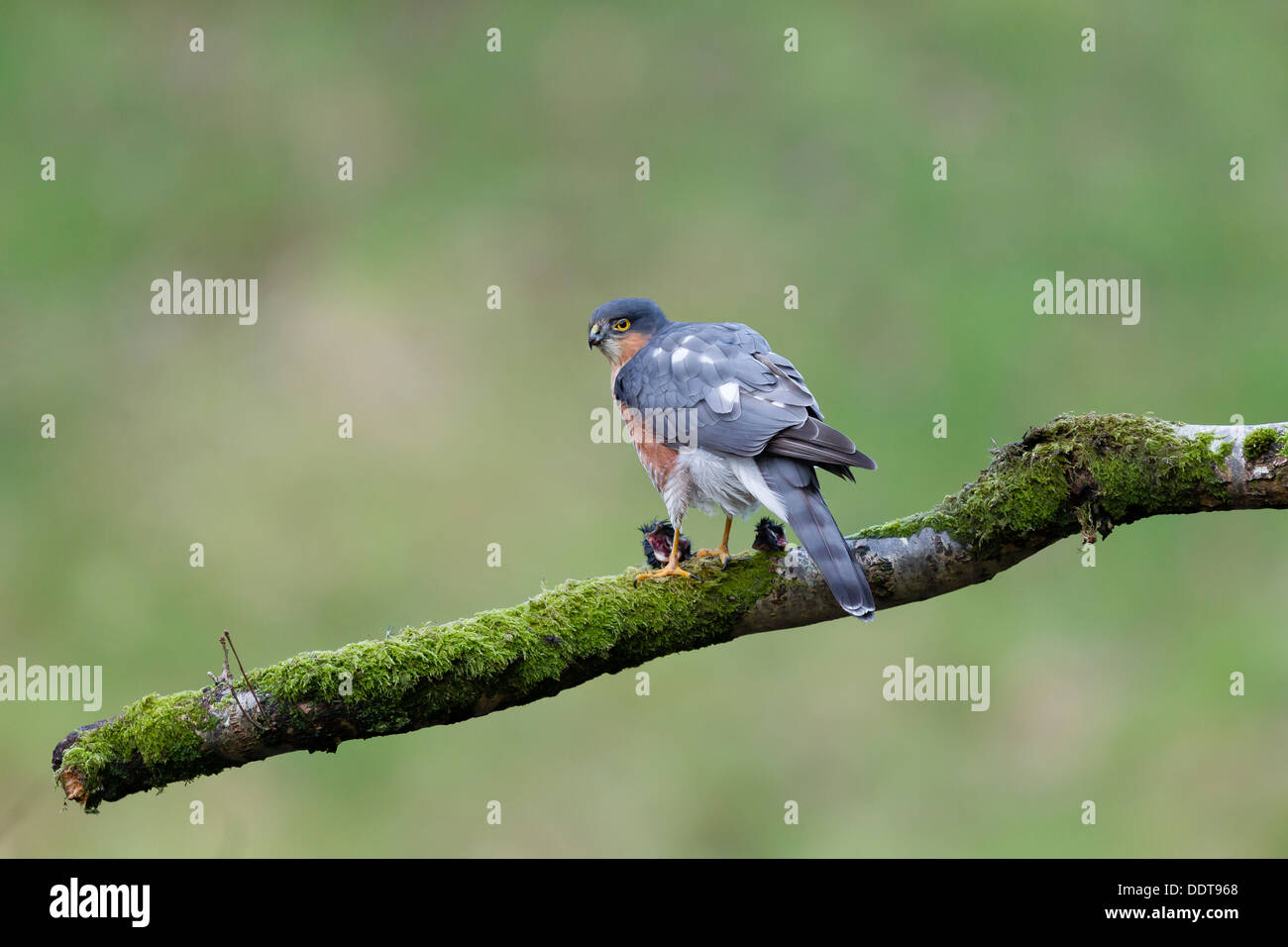 Sparrow hawk eating prey on the branch of a tree against a clear diffused green background Stock Photo