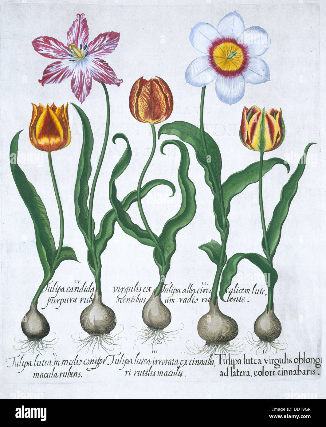 Five tulips, 1613. Artist: Unknown Stock Photo
