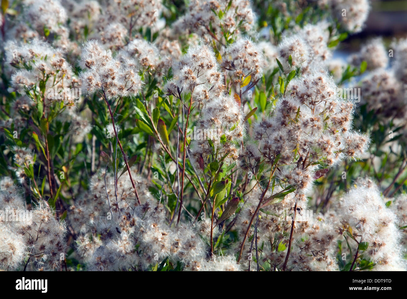 Eastern Baccharis (Baccharis halimifolia). Marismas De Santoña Natural Reserve, Cantabria, Spain, Europe Stock Photo