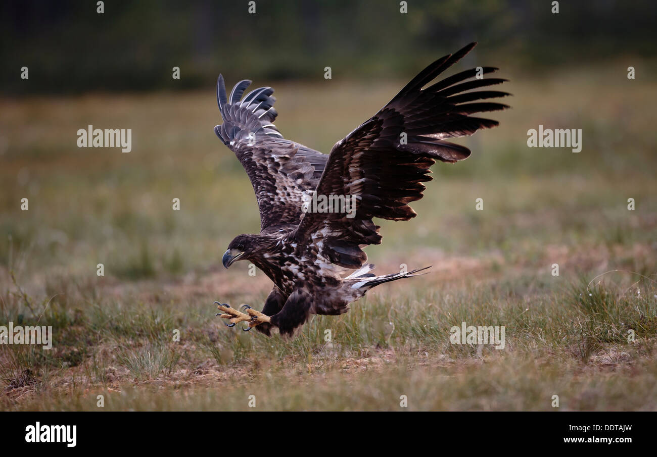 White tailed sea eagle with its talons extended swooping to pick up prey Stock Photo