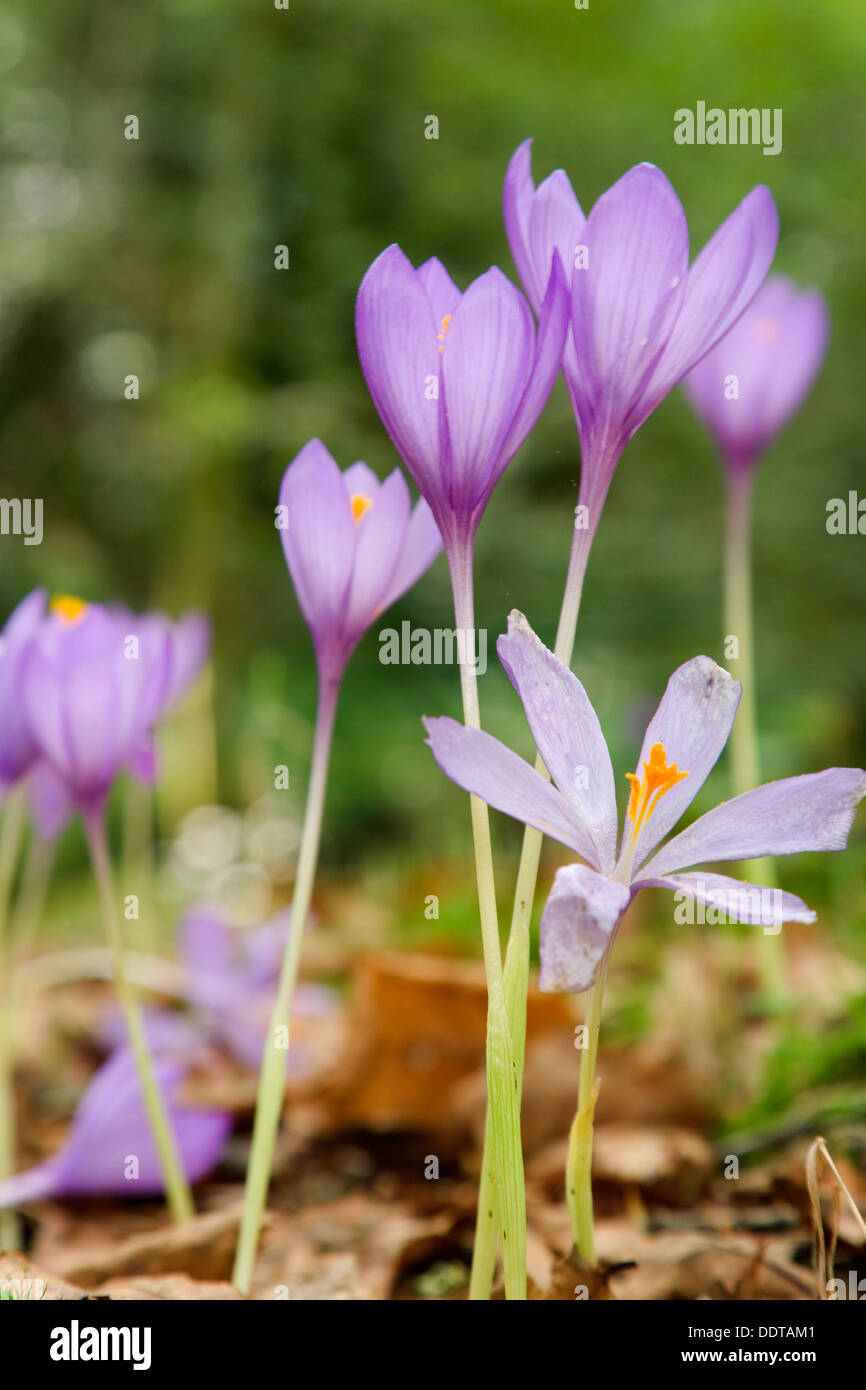 Saffron wild saffron hires stock photography and images Alamy