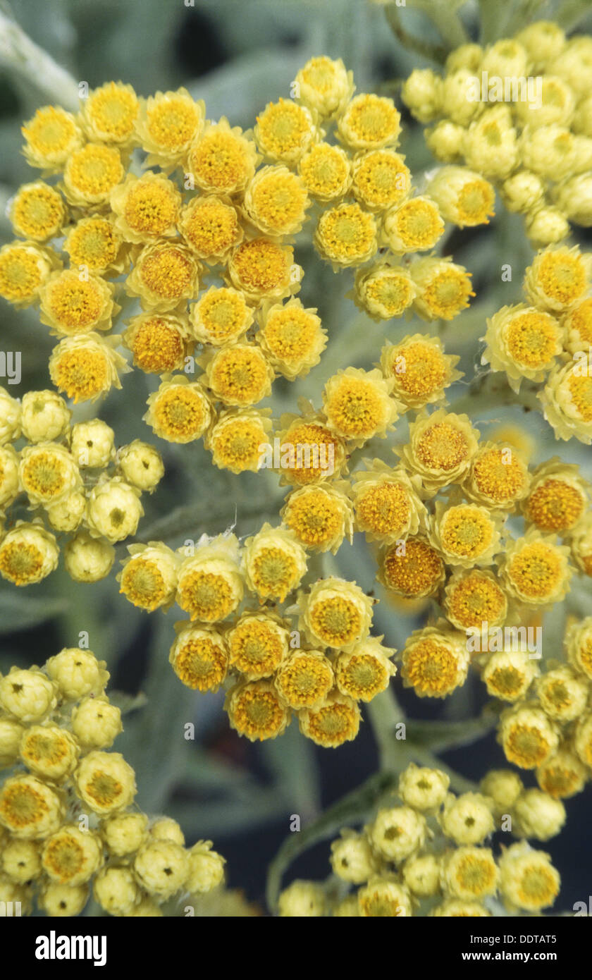 Straw flower (Helichrysum). Schwefellicht Stock Photo Alamy